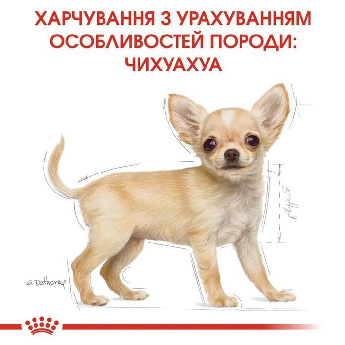 Сухий корм для цуценят Royal Canin Puppy Chihuahua 500 г - masterzoo.ua