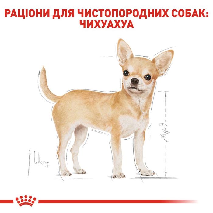 Вологий корм для собак Royal Canin Chihuahua Adult pouch 85 г - masterzoo.ua