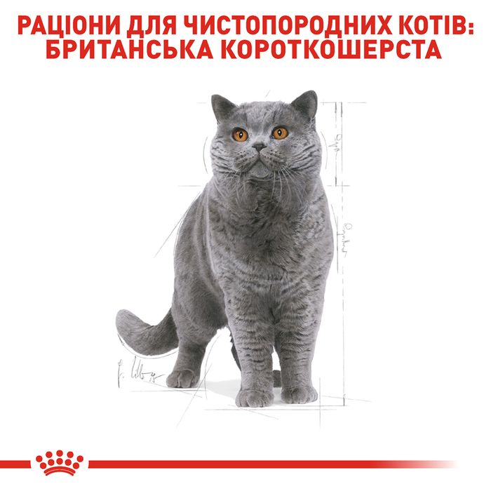 Сухий корм для котів породи британська короткошерста Royal Canin British Shorthair Adult 10 кг - masterzoo.ua