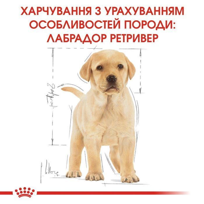 Сухий корм для цуценят Royal Canin Labrador Retriever Puppy 3 кг - masterzoo.ua
