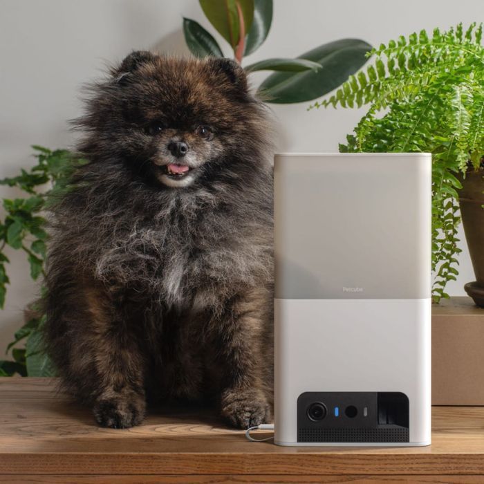 Petcube Bites 2 lite інтерактивна камера-годівниця для собак - білий - masterzoo.ua