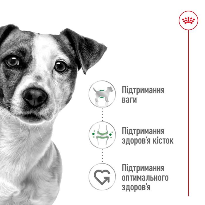 Сухий корм для собак Royal Canin Mini Adult 2 кг - masterzoo.ua