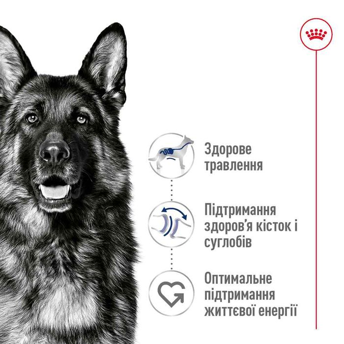 Сухий корм для собак Royal Canin Maxi Adult 4 кг - masterzoo.ua